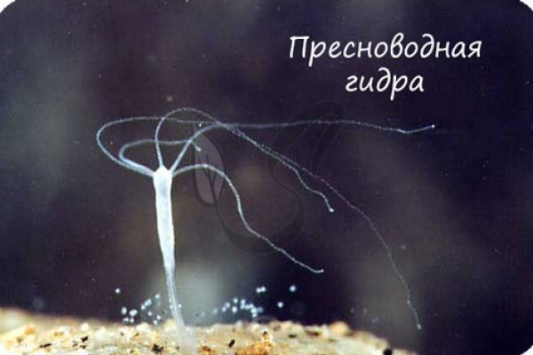 Онлайн магазин наркотиков