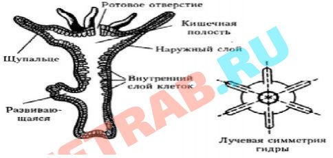 Кракен 9ат